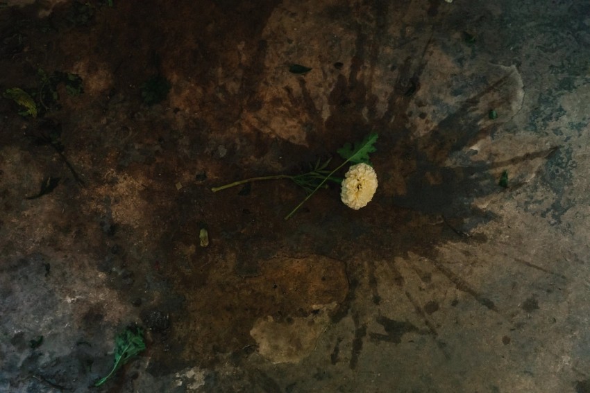 Petalon Flowers by India Hobson