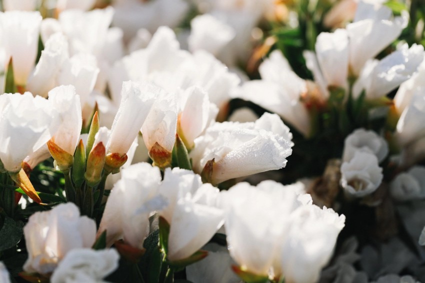 Petalon Flowers by India Hobson