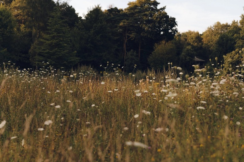 Settle Norfolk by India Hobson