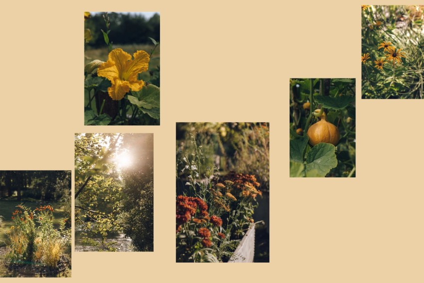 gardens & green by India Hobson