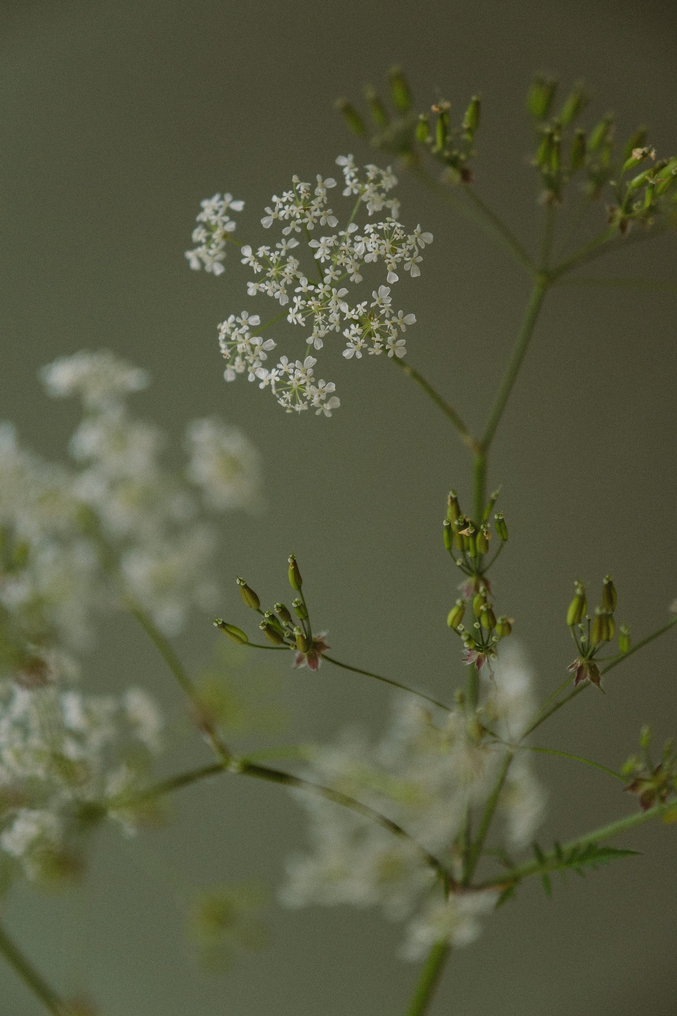 roadside flowers by India Hobson
