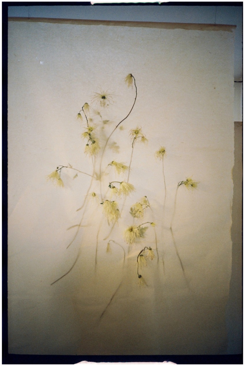 Chrysanthemum by India Hobson