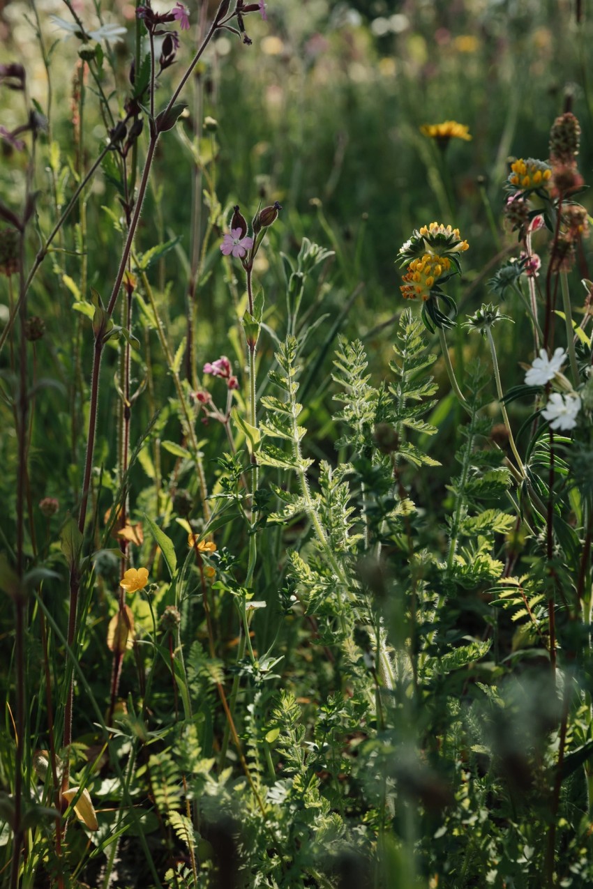 gardens & green by India Hobson