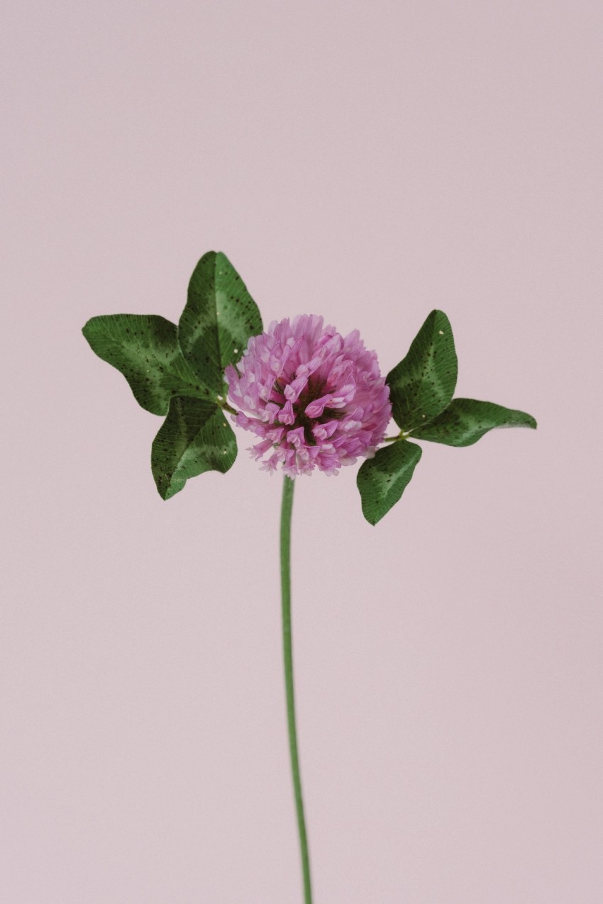 roadside flowers by India Hobson