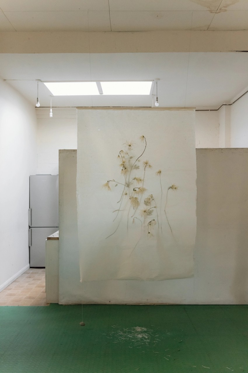 Chrysanthemum by India Hobson
