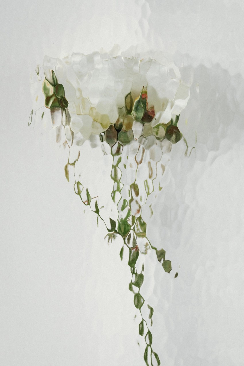 flower paintings by India Hobson