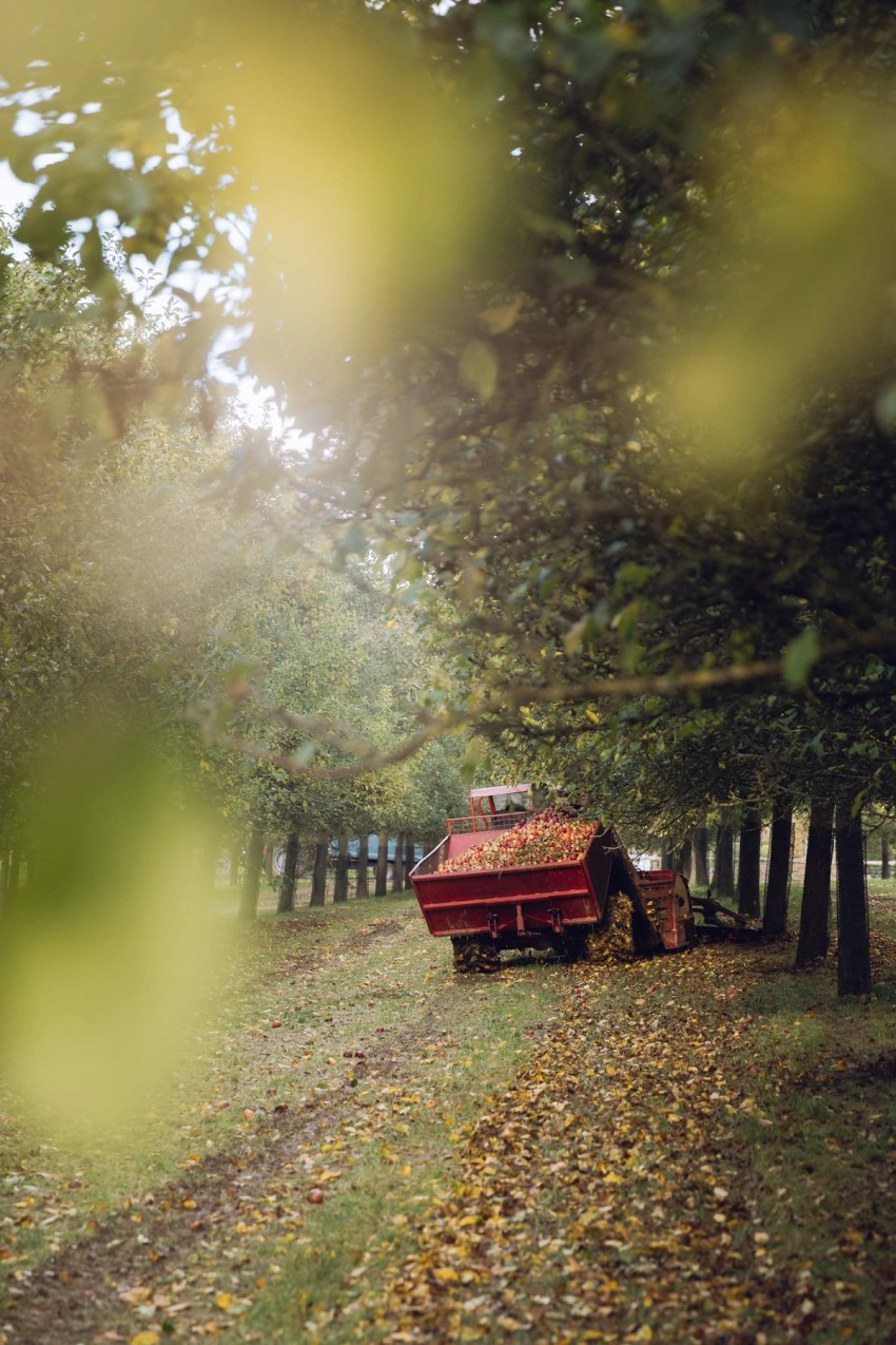 Robinsons Cider by India Hobson