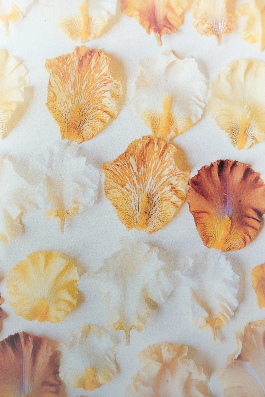 commissions by India Hobson