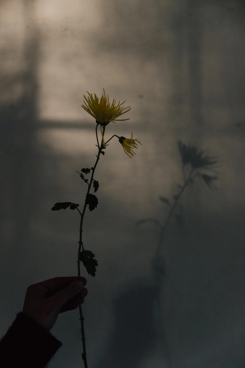 Chrysanthemum by India Hobson