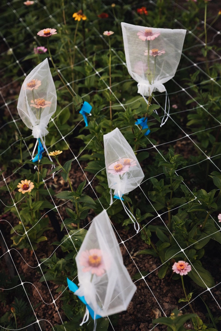 Petalon Flowers by India Hobson
