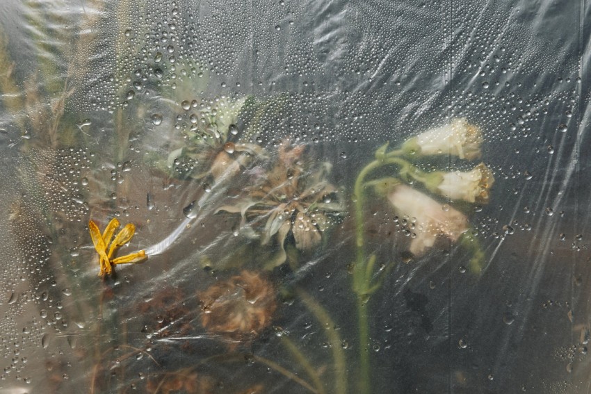 polytunnel paintings by India Hobson