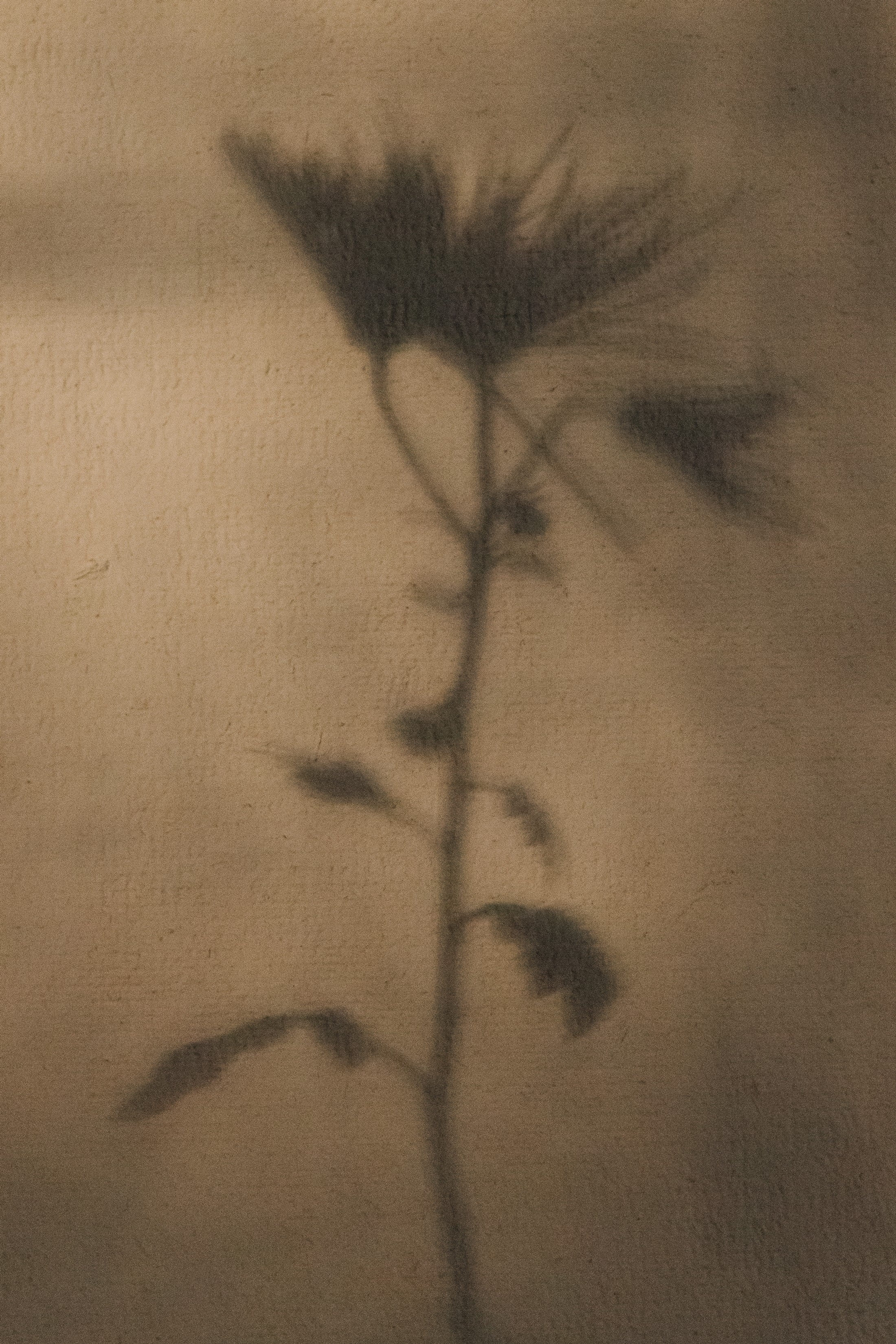 Chrysanthemum by India Hobson