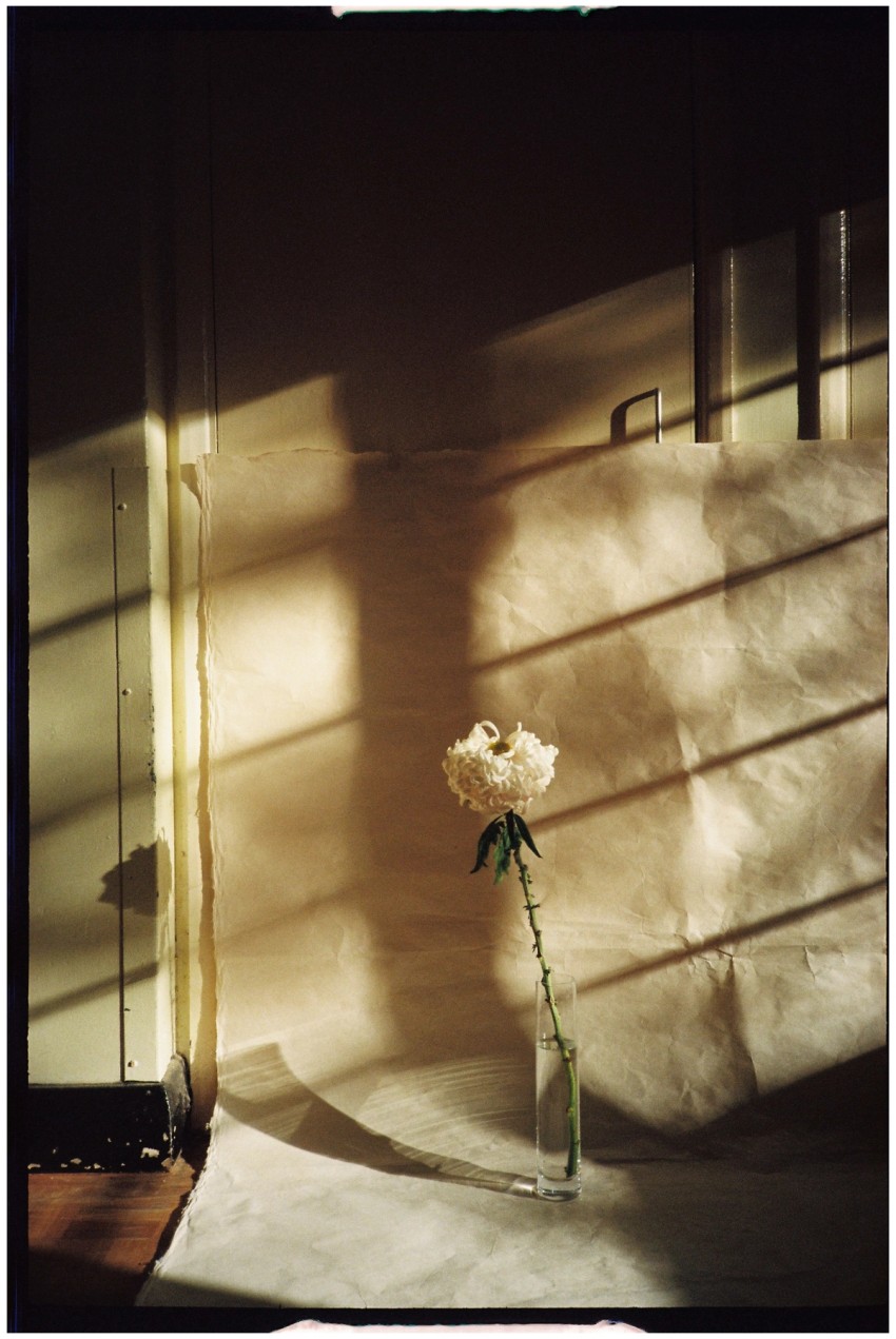Chrysanthemum by India Hobson