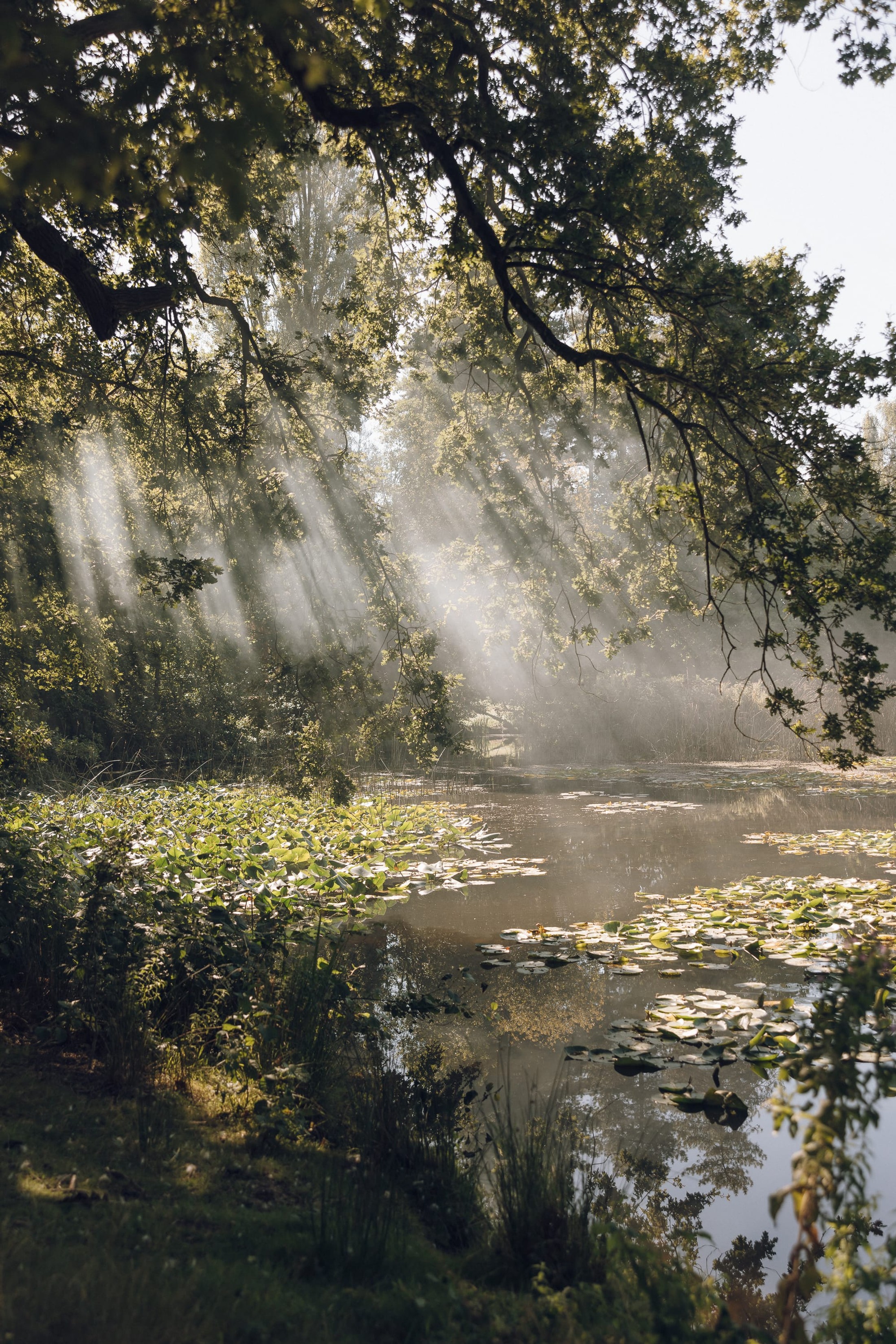 Settle Norfolk by India Hobson