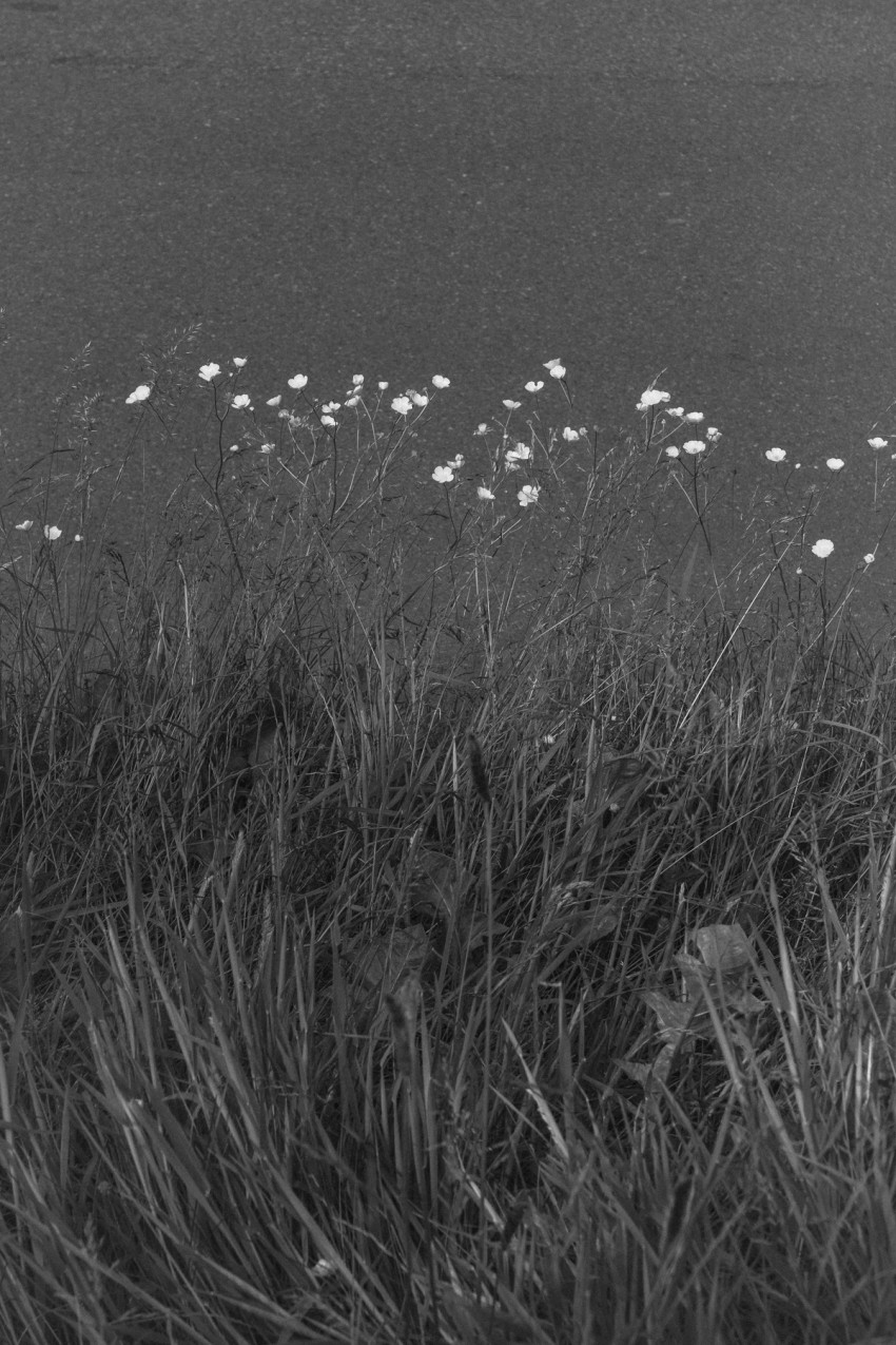 roadside flowers by India Hobson