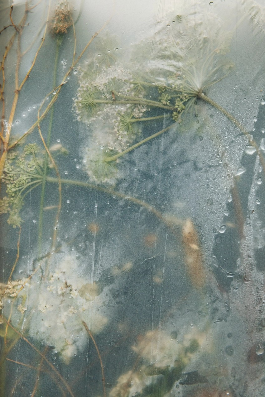 polytunnel paintings by India Hobson