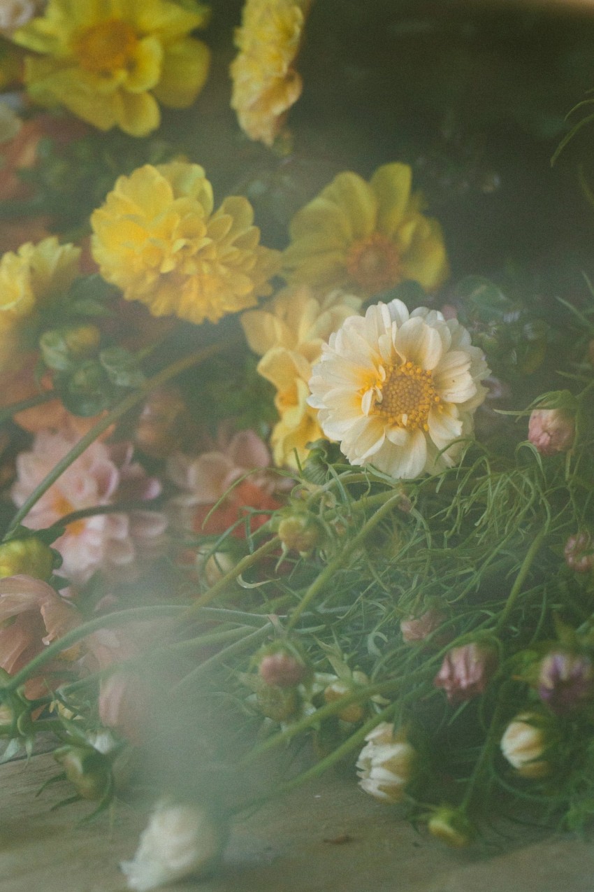 Petalon Flowers by India Hobson