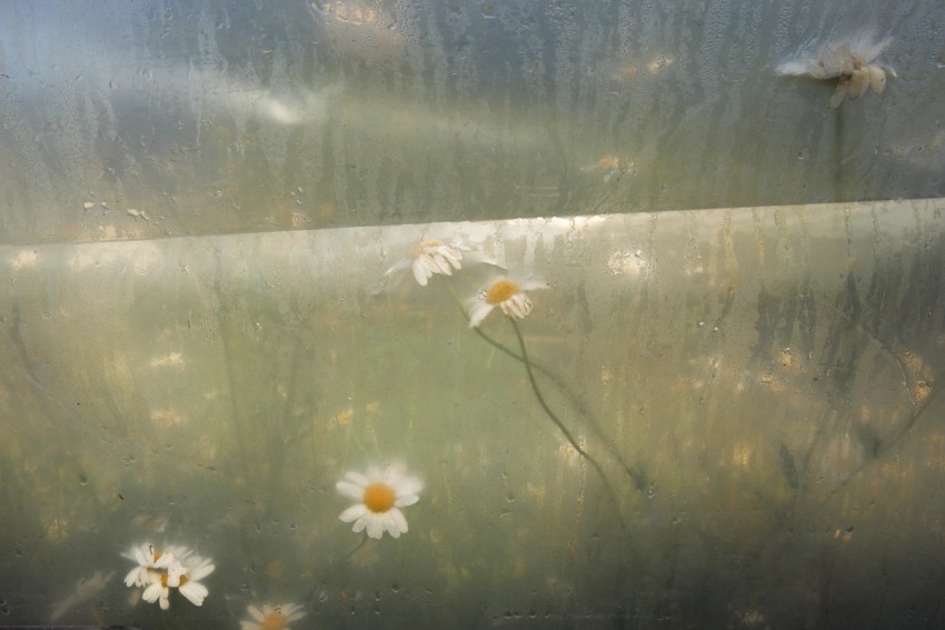 polytunnel paintings by India Hobson