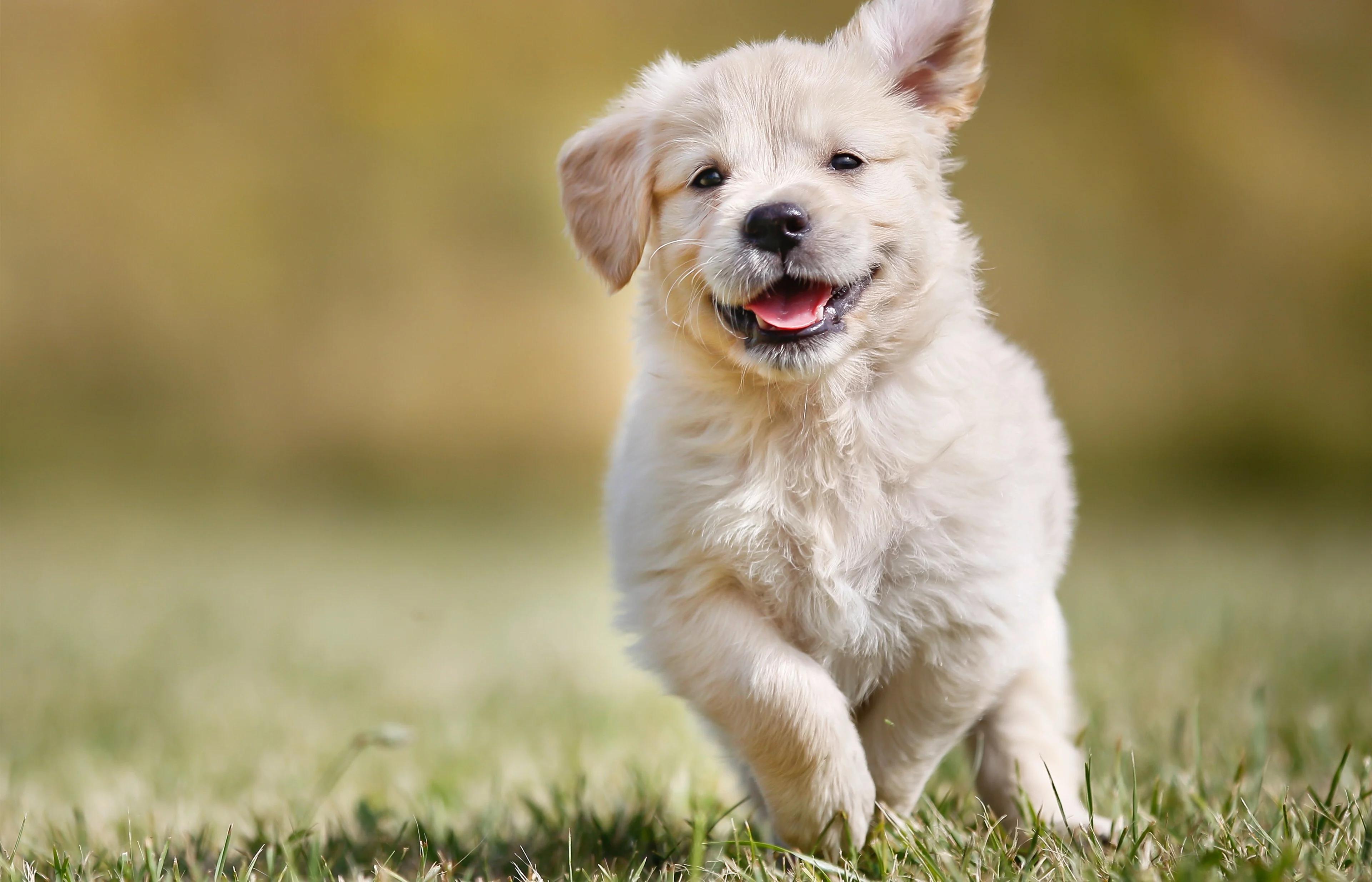 dog running on grass