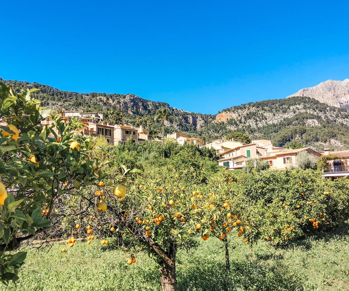Fornalutx orange trees