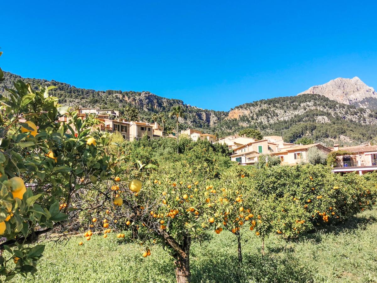 Fornalutx orange trees