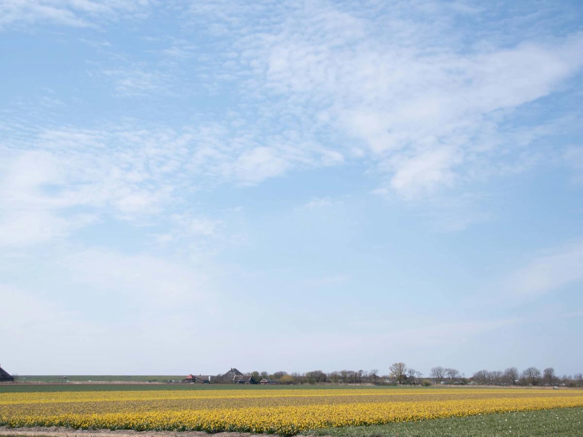 tulips or daffodils in regions like the Netherlands, known for their flower cultivation