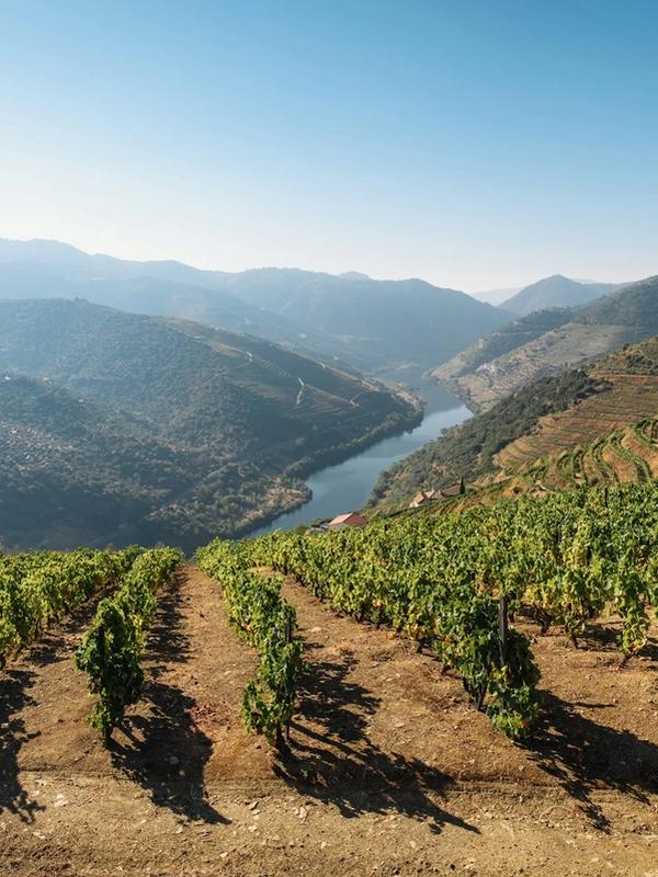 Vineyards looking over the Douro Valley
