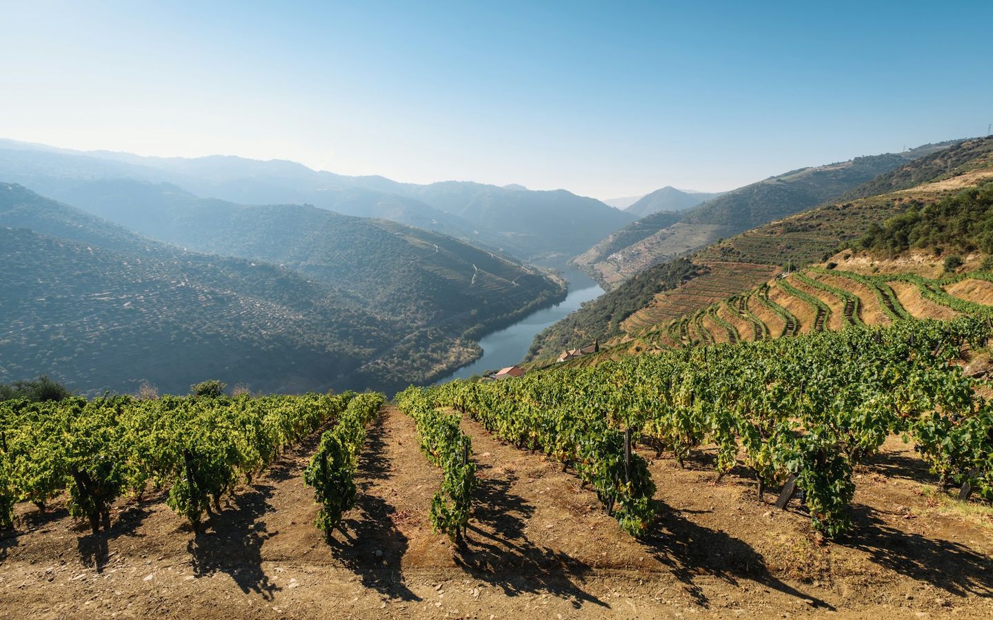 Vineyards looking over the Douro Valley