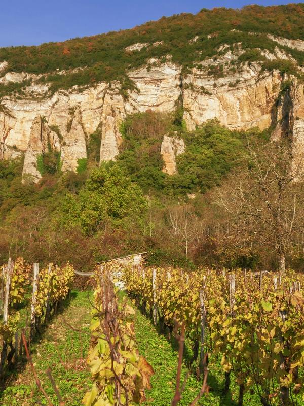 Champagne grapes growing