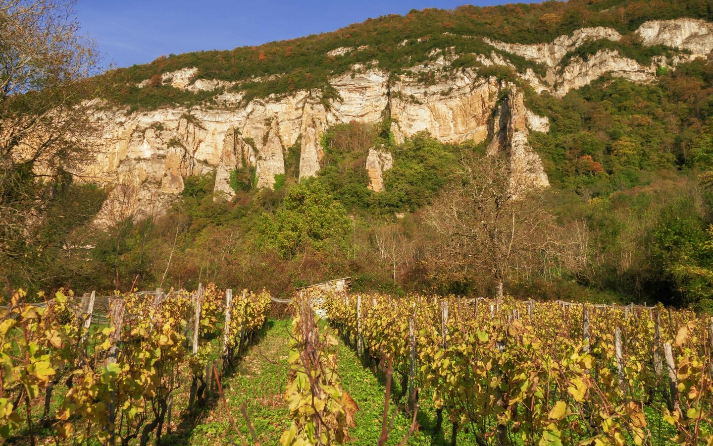 Champagne grapes growing