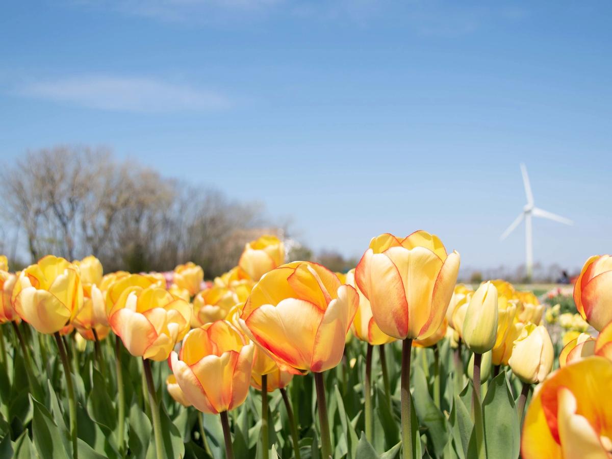 a vibrant field of tulips in the Netherlands, a country renowned for its iconic tulip fields and windmills. 