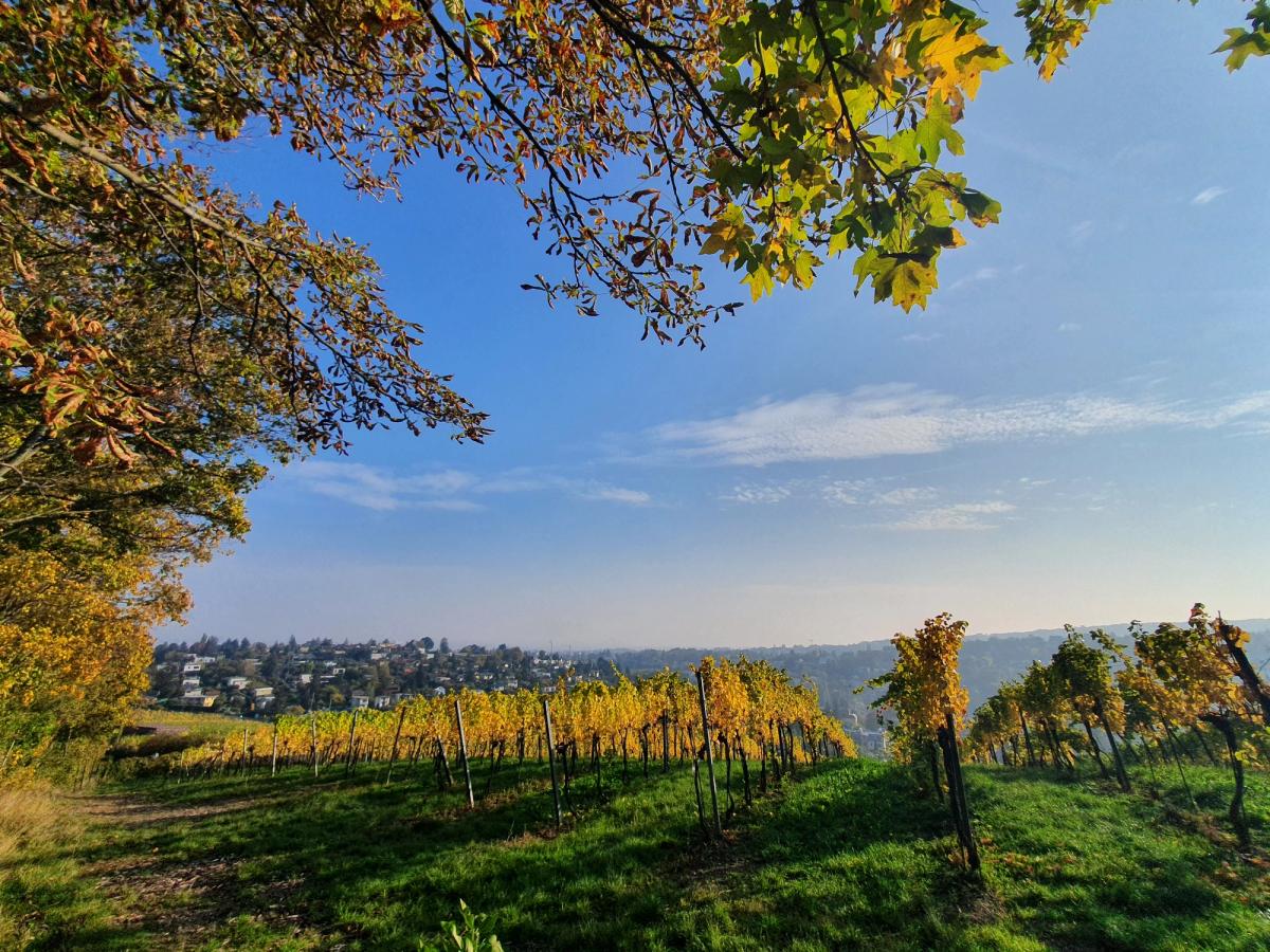 vineyards in the Vienna Woods (Wienerwald) in Austria. The Vienna Woods are a popular recreation area and are known for their scenic hiking trails, forests, and vineyards. 