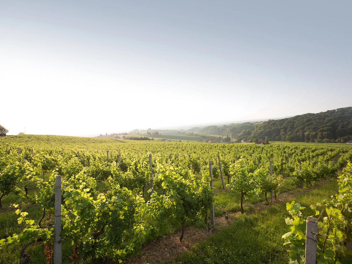 Radgonske gorice, with more than 170 years of tradition, the oldest and largest producer of sparkling wines