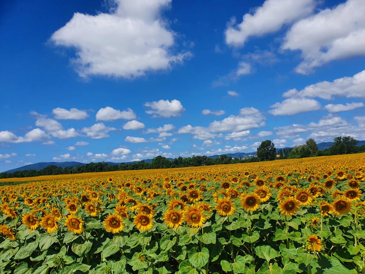 a large field of sunflowers