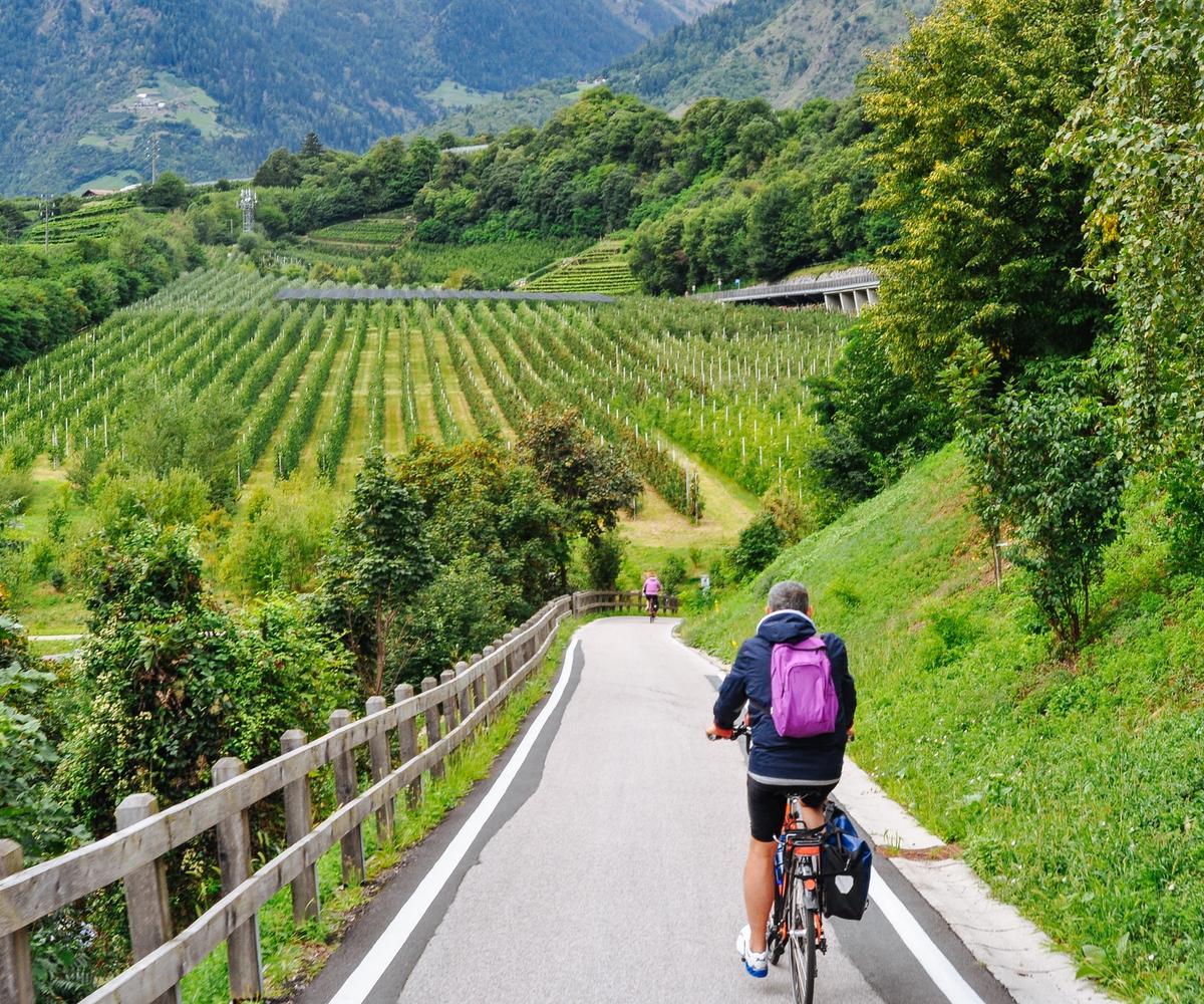 Vineyards of the Tyrol