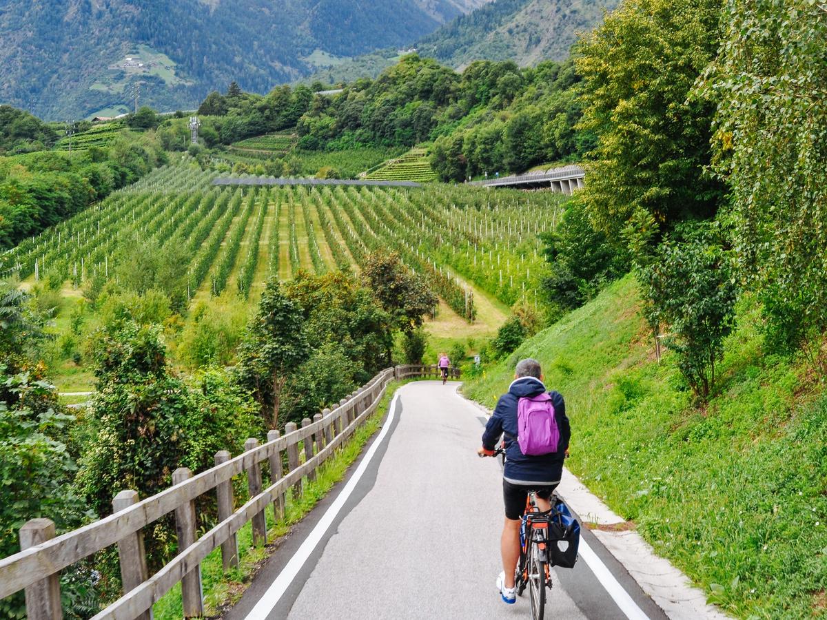 Vineyards of the Tyrol
