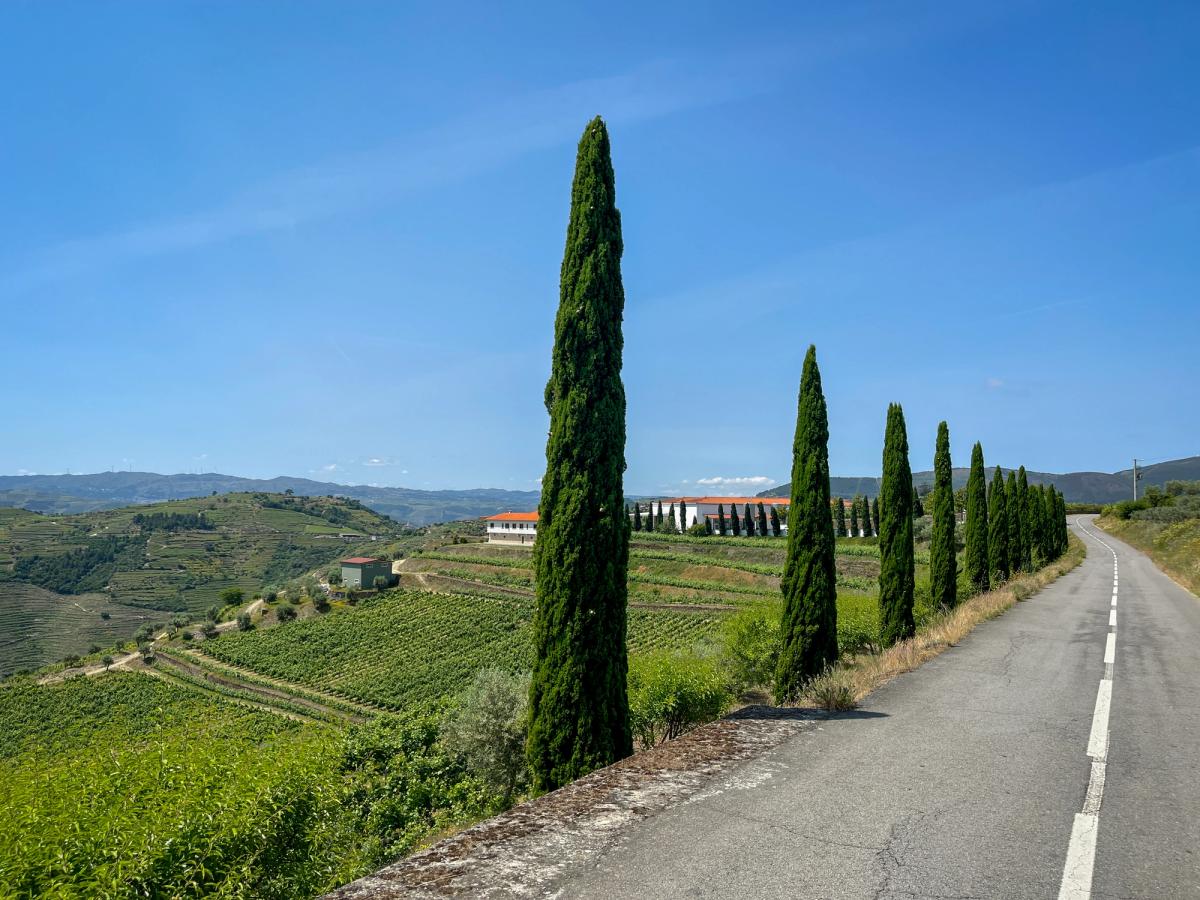 a scenic view likely in a wine region