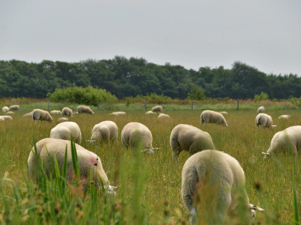 herd of Drenthe Heath Sheep grazing in a field.