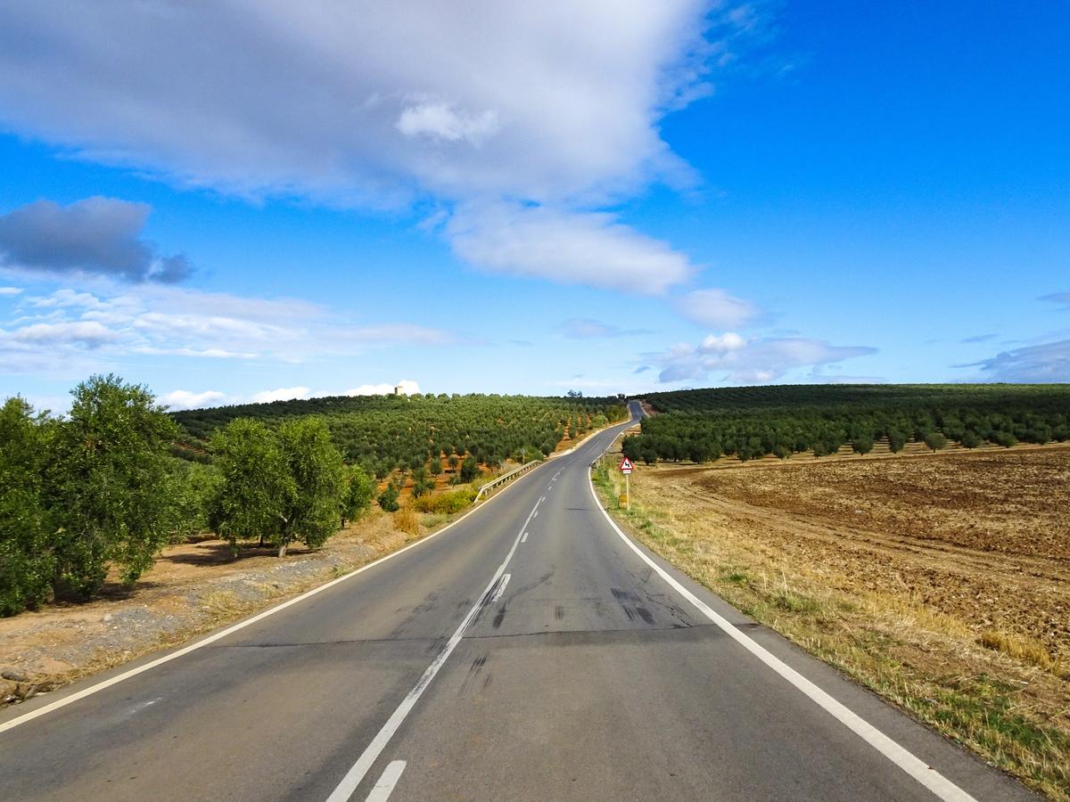 Olive orchard in Andalusia bike holiday