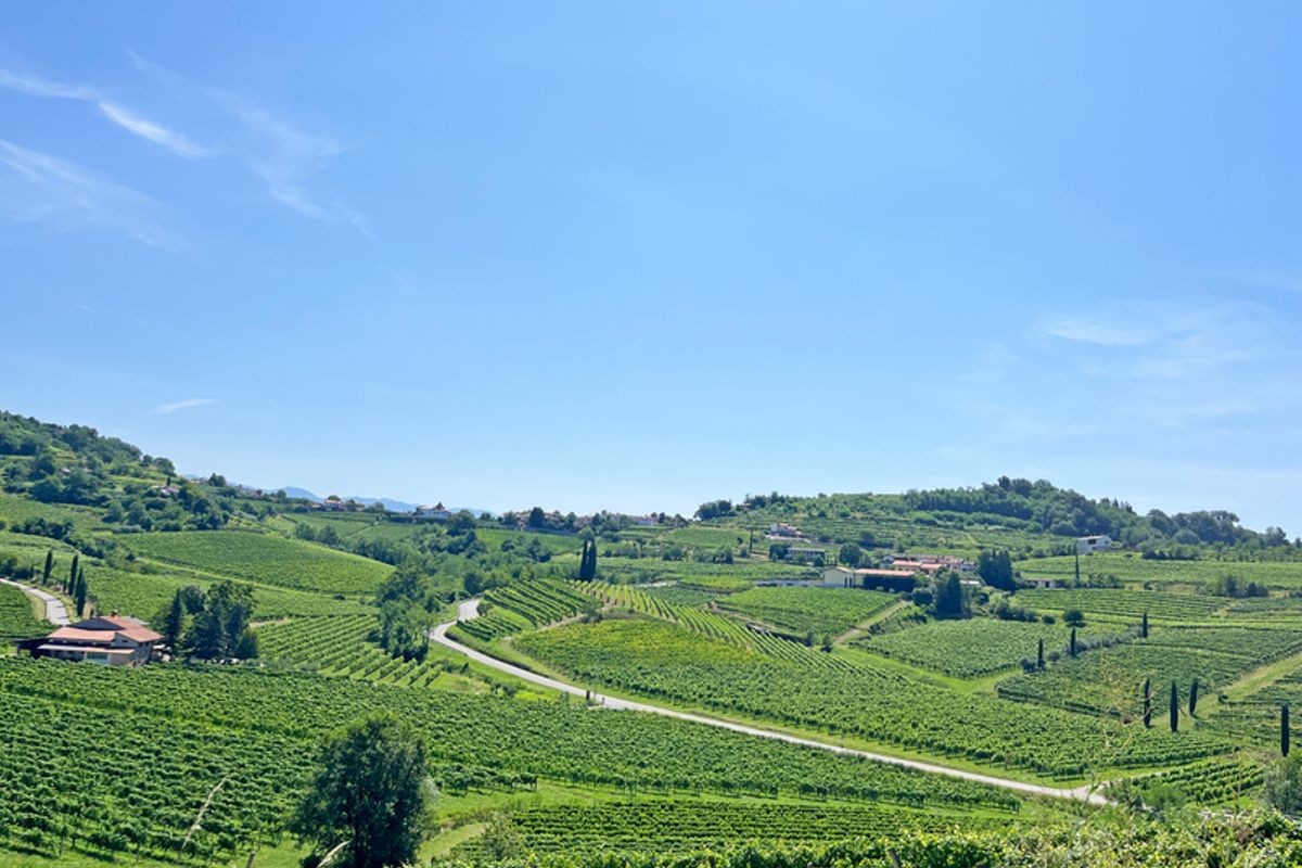 Vineyards and rolling hills