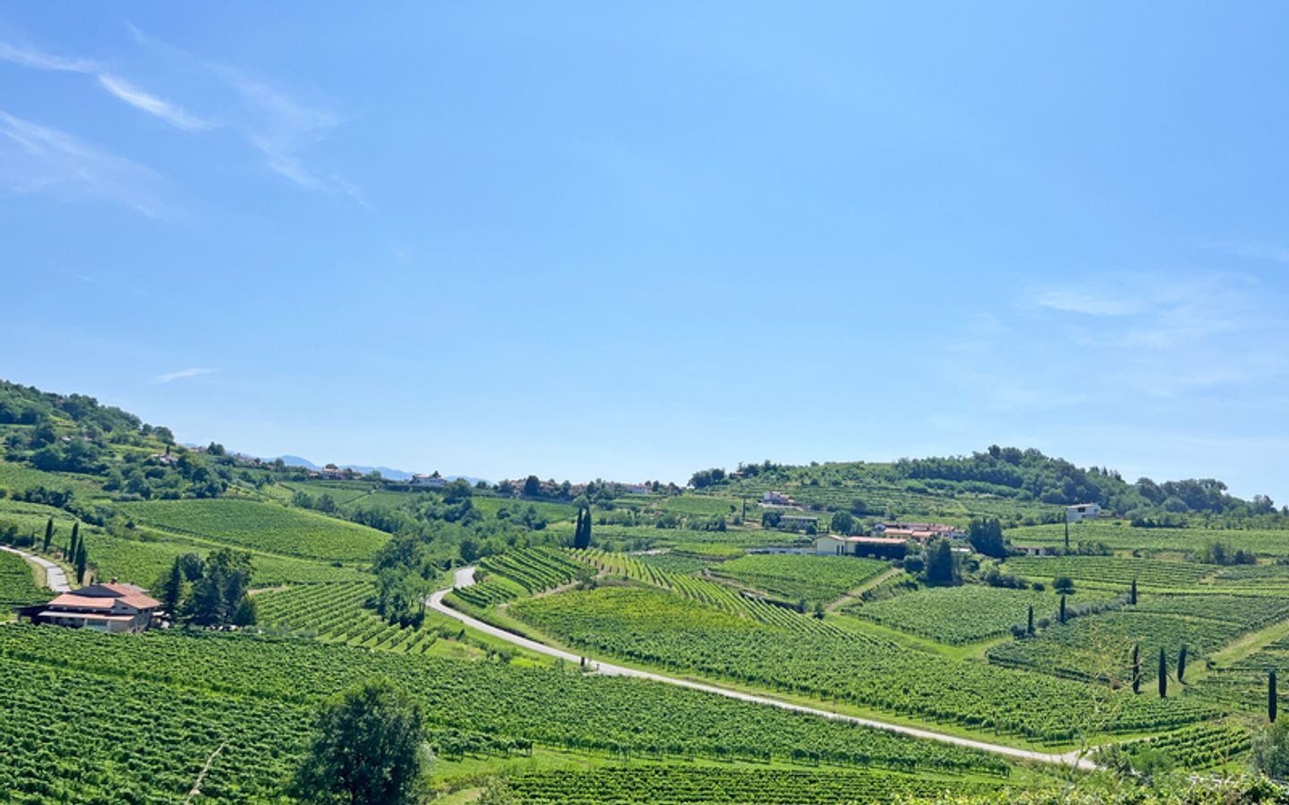 Vineyards and rolling hills