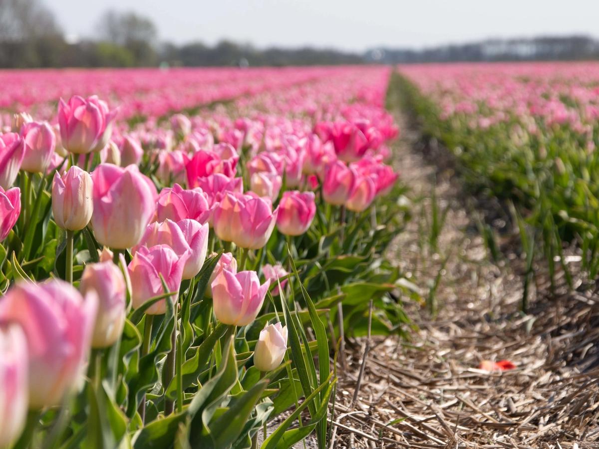 pink tulip tulpen field