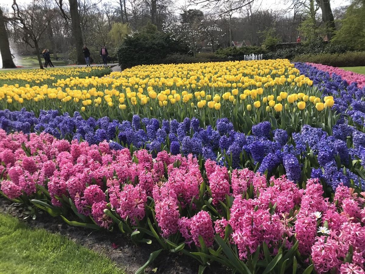 Hyacinthen Keukenhof