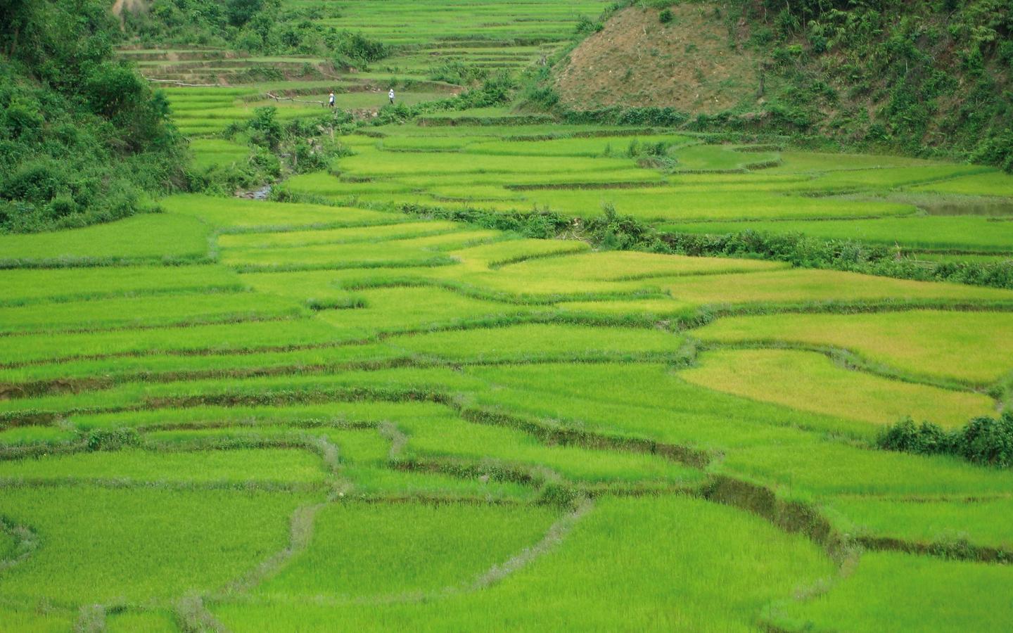 Hoi An Farms