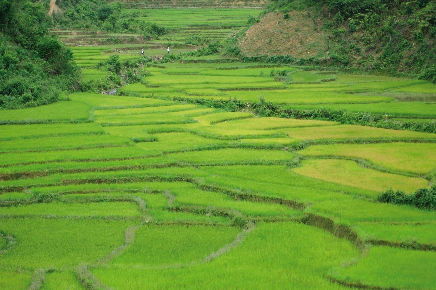 Hoi An Farms