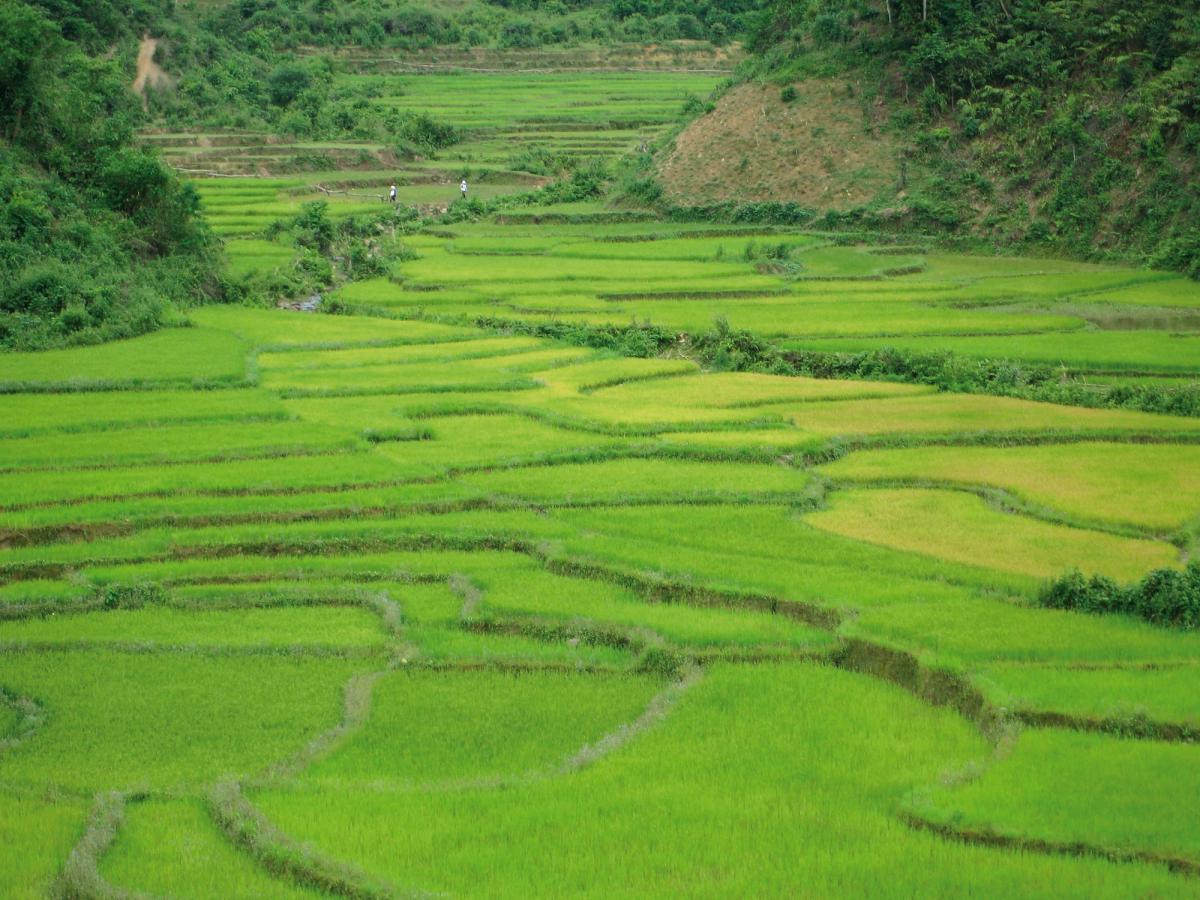Mu Cang Chai's rice terraces create sculptural beauty in Northern Vietnam