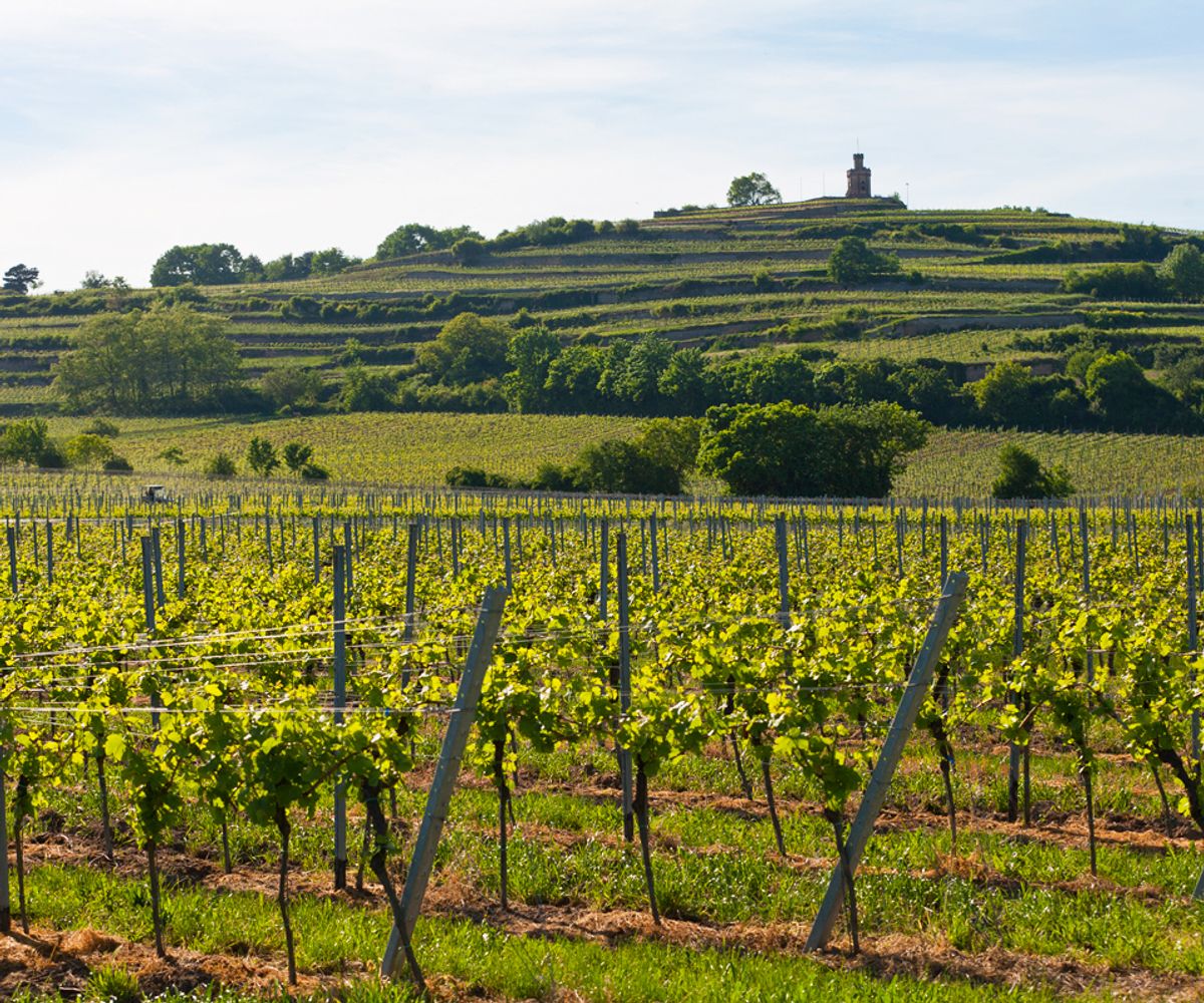 Landscape on a cycling wine tour in the Rhine