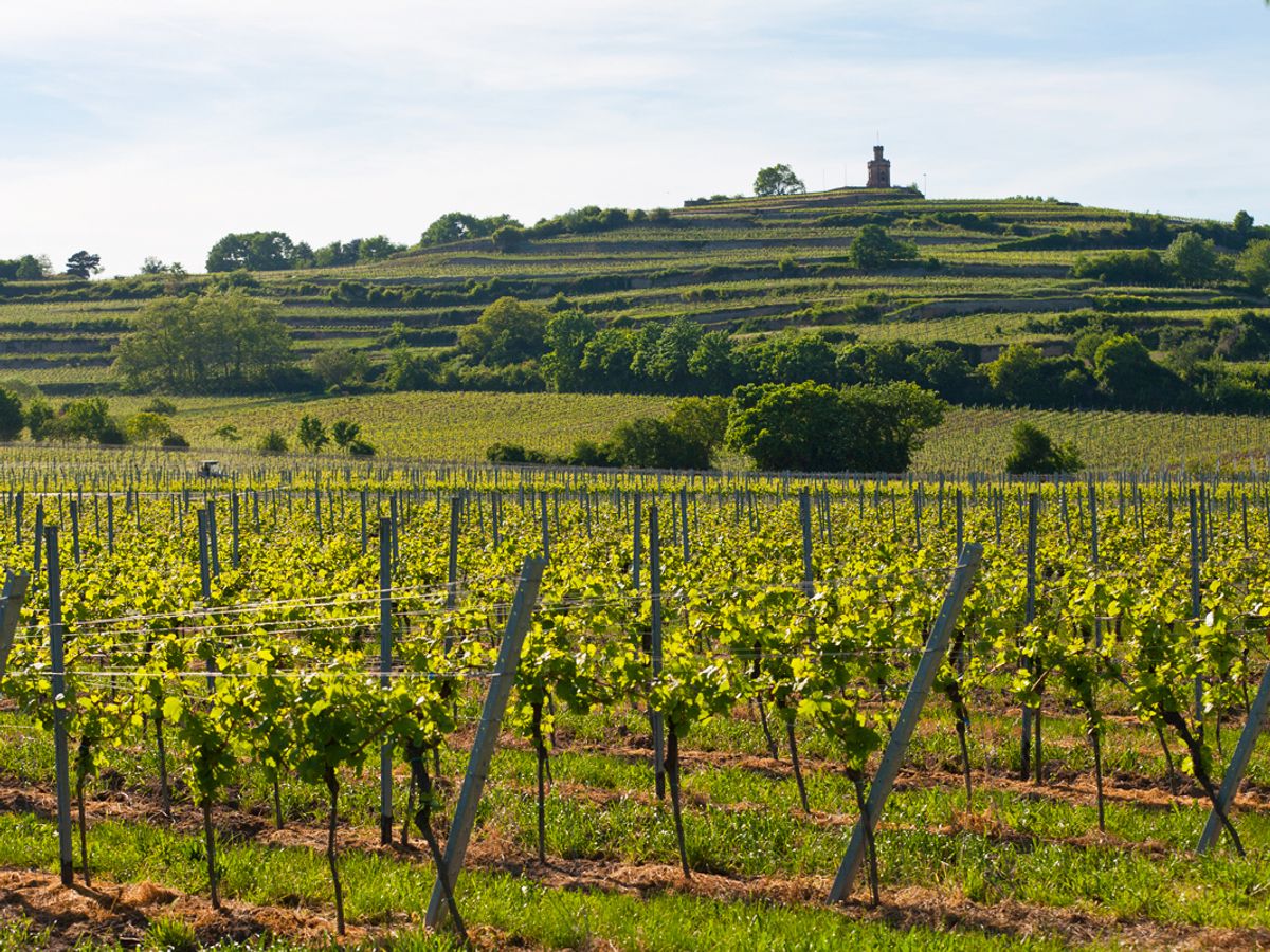 Landscape on a cycling wine tour in the Rhine