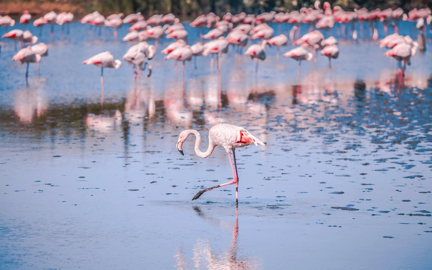 Camargue, France