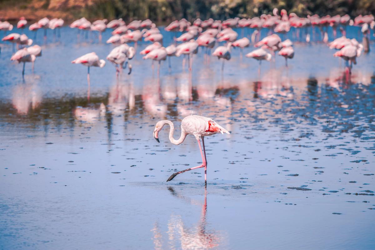 Camargue, France